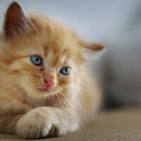 viral-pria-di-kemayoran-ini-makan-kucing-hidup-hidup
