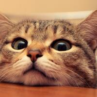 dear-warganet-warna-buluku-tidak-bersalah