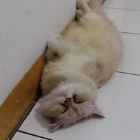 dear-warganet-warna-buluku-tidak-bersalah