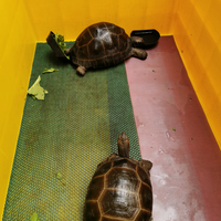 93787769378776937-all-about-tortoise-93787769378776937---part-3