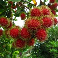 rambutan-adalah-buah-yang-bermnfaat-bagi-tubuh