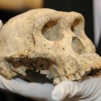 parfum-hingga-berlian-6-benda-ini-pernah-terbuat-dari-bagian-tubuh-manusia