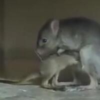 gara-gara-tikus-menggigit-kabel-listrik-15-rumah-hangus-terbakar