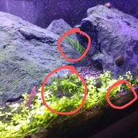 aquascape-for-everyone-learning-and-sharing---part-3