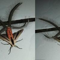 beracun-menyakitkan-6-serangga-paling-menakutkan-di-dunia