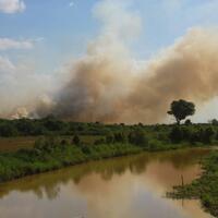jerubu-indonesia-mampir-malaysia-lagi