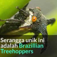unik-dan-menarik-aku-terpesona-tidak-percaya-kau-ada