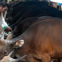 mui-perbolehkan-daging-kurban-dibagikan-berupa-olahan