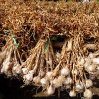 suap-bawang-putih-diklaim-di-luar-radar-mendag