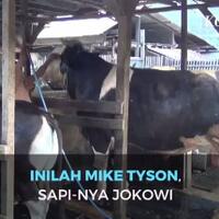 mike-tyson-dan-black-sapi-qurban-mewah-di-indonesia