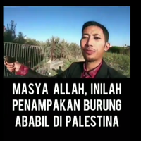viral-penampakan-burung-ababil-di-palestina-benarkahini-komentar-ust-fauzan