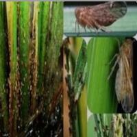 unik-dan-menarik-aku-terpesona-tidak-percaya-kau-ada