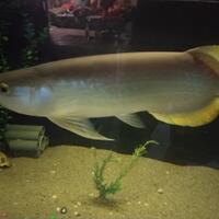 arowana--new-thread----part-1