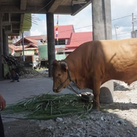 seorang-ulama-di-blitar-meninggal-tertabrak-sapi-kurban-yang-lepas