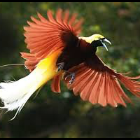 apakah-binatang-tidak-boleh-mati-secara-layak-dan-terhormat