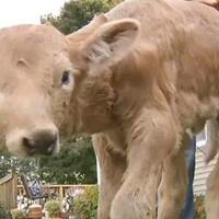 heboh-warga-digegerkan-anak-sapi-bermuka-dua-di-wonogiri-tanda-kiamat