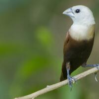 populasi-burung-di-inggris-meningkat-karena-ini