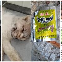 viral-kucing-diracuni-di-semarang-pelaku-belum-terungkap