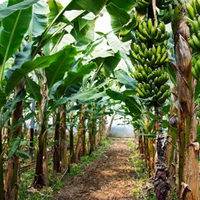 manfaat-seluruh-bagian-pohon-pisang-yang-masih-belum-diketahui