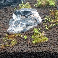 aquascape-for-everyone-learning-and-sharing---part-3