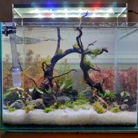 aquascape-for-everyone-learning-and-sharing---part-3