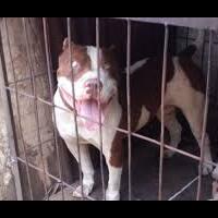 gadis-cilik-tewas-dibantai-tiga-anjing-pit-bull-saat-bermain