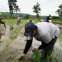 nasi-bisa-bikin-diabetes-type-2-di-zaman-sekarang