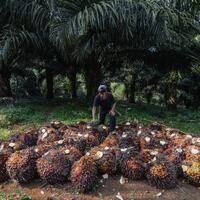 menimbang-strategi-kemenperin-dalam-mengawal-industri-sawit-nasional