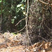 penjara-hingga-pangkalan-militer-bakal-di-bangun-jokowi-di-ibu-kota-baru