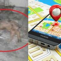 geger-babi-ngepet-terdeteksi-gps-apakah-babi-juga-main-fb-dan-instagram