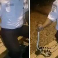 viral-satpam-tewas-digigit-ular-weling-di-tangerang-sempat-dijadikan-candaan