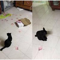 sedang-viral-celengan-suami-terbongkar-karena-senggolan-seekor-kucing-tanpa-sengaja