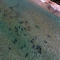 fenomena-munculnya-hiu-di-teluk-nusa-dua