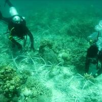 kkp-rehabilitasi-ekosistem-terumbu-karang-twp-kepulauan-kapoposang--laut-sekitarnya