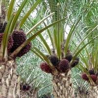 malaysia-rela-barter-alat-perang-dengan-kelapa-sawit-demi-laut-cina-selatan