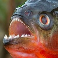 pertama-di-dunia-restoran-ini-sajikan-ramen-ikan-piranha