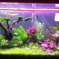 aquascape-for-everyone-learning-and-sharing---part-3