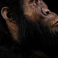 eksis-38-juta-tahun-silam-inikah-nenek-moyang-tertua-manusia