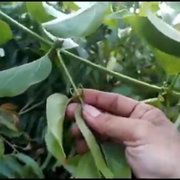 akar-bajakah-dan-teh-bajakah-yang-dibuat-oleh-siswa-smu-palangkaraya-teruji-aman