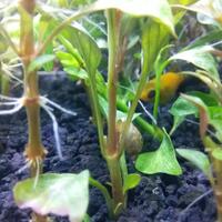 aquascape-for-everyone-learning-and-sharing---part-3