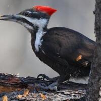 3 Jenis Burung Pelatuk Yang Populer Di Indonesia Kaskus