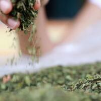 kontroversi-kratom-tanaman-obat-asal-kalimantan-yang-akan-dilarang-bnn