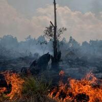 hadapi-kerusakan-lingkungan-wwf-perkenalkan-para-warrior