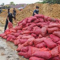 bea-cukai-kuala-langsa-musnahkan-3000-karung-bawang-ilegal