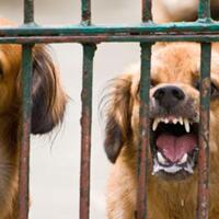 seorang-prt-tewas-diterkam-anjing-milik-majikannya-alami-luka-di-bagian-vital