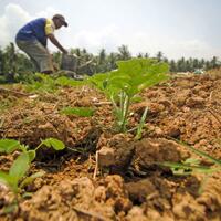 musim-kemarau-picu-kenaikan-inflasi-agustus