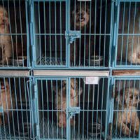 nahas-pembatu-tewas-diserang-anjing-majikan