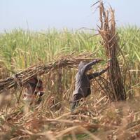 pemerintah-genjot-ekspansi-kebun-tebu-demi-swasembada-gula