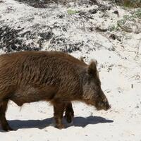 malaysia-dikagetkan-dengan-invasi-babi-hutan-dari-indonesia