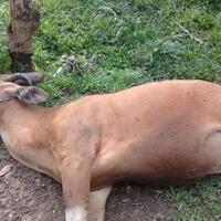 pria-digerebek-warga-rudapaksa-sapi-kata-teman-rasanya-enak-jadi-saya-mau-coba
